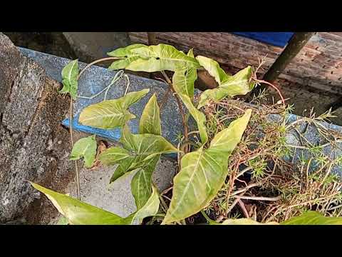 Flowers That Attract Butterflies Without Extra Effort
