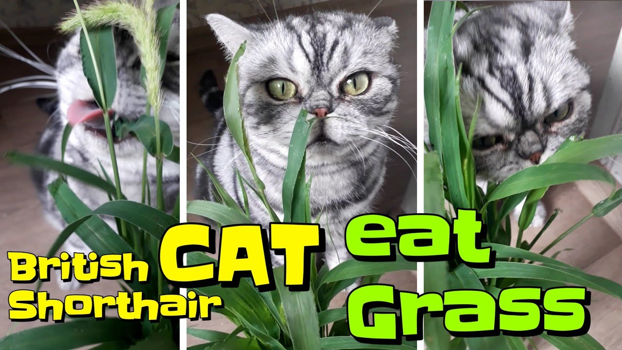 British Shorthair Cat eating Grass and make cute Chewing sounds 🐱