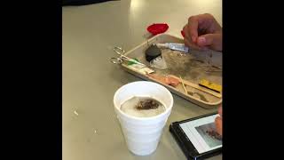 Famous AP Bio Roboroach Surgery Instructions EC Video Net Worth