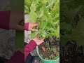 Black grapes in my terrace garden.