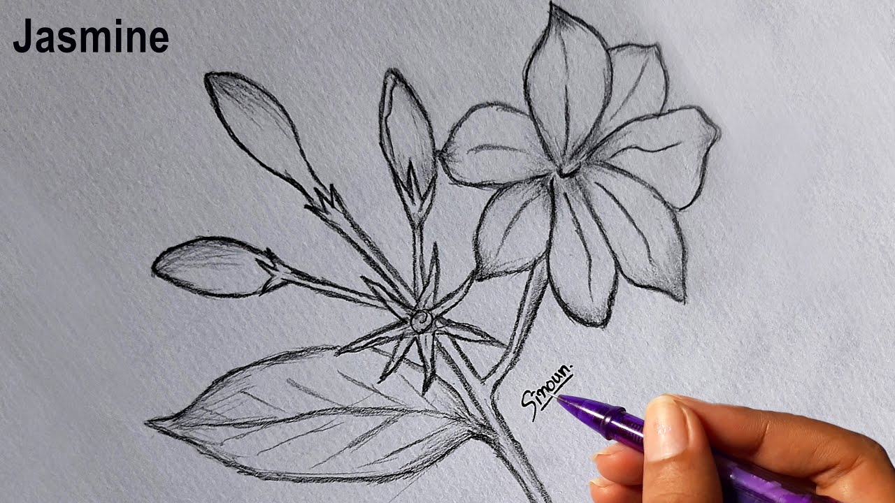 Sketch Style Pencil Drawing Flowers Jasmine Sticker,jasmine,flower Stickers  PNG White Transparent And Clipart Image For Free Download - Lovepik |  380412442