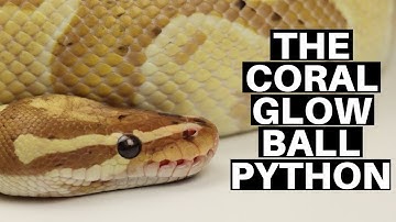 Morph Guide #6: The Coral Glow Ball Python - Benjamin