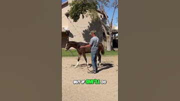 Trailer loading meltdown? This filly reared, resisted, and refused—until her foundation was fixed.