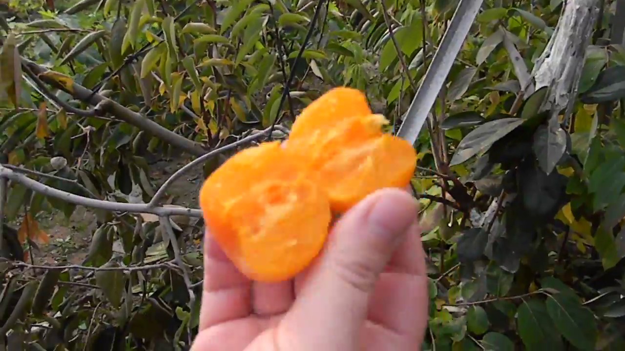 Хурма из косточки сбросила листья. Хурма виргинская крупноплодная. Хурма россиянка цветение. Размножение хурмы. Декоративная хурма.