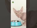 🐱 Sphynx Cat: Hairless, Warm &amp; Wrinkled|#cat #sphynx #reels #shorts #facts #usa #india #mammals