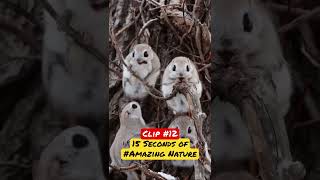  Family of Japanese Dwarf Flying Squirrels #ecoplanettv #shorts #squirrel