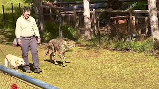 Cheetah run @sdzsafaripark