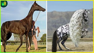 इन घोड़ों को आपने पहले कभी नहीं देखा होगा | Rare Species of Horses