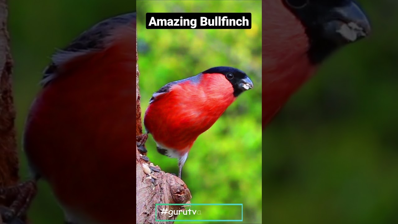 Watch Bullfinch Eating Grains on Tree 🐦 on YouTube Watch Bullfinch Eating Grains on Tree 🐦 on YouTube