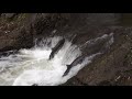 堰を壊した後のサケの遡上　Salmons going up stream after a small dam was broken