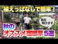 【祝！100回目】 三上的 秋オススメの宿根草5選！！【ガーデニング】【園芸】