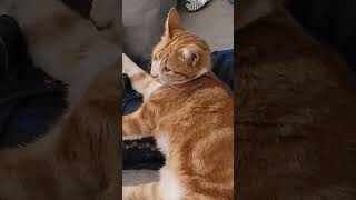 Mon Chat A La Rentrée Pt2 Succulent