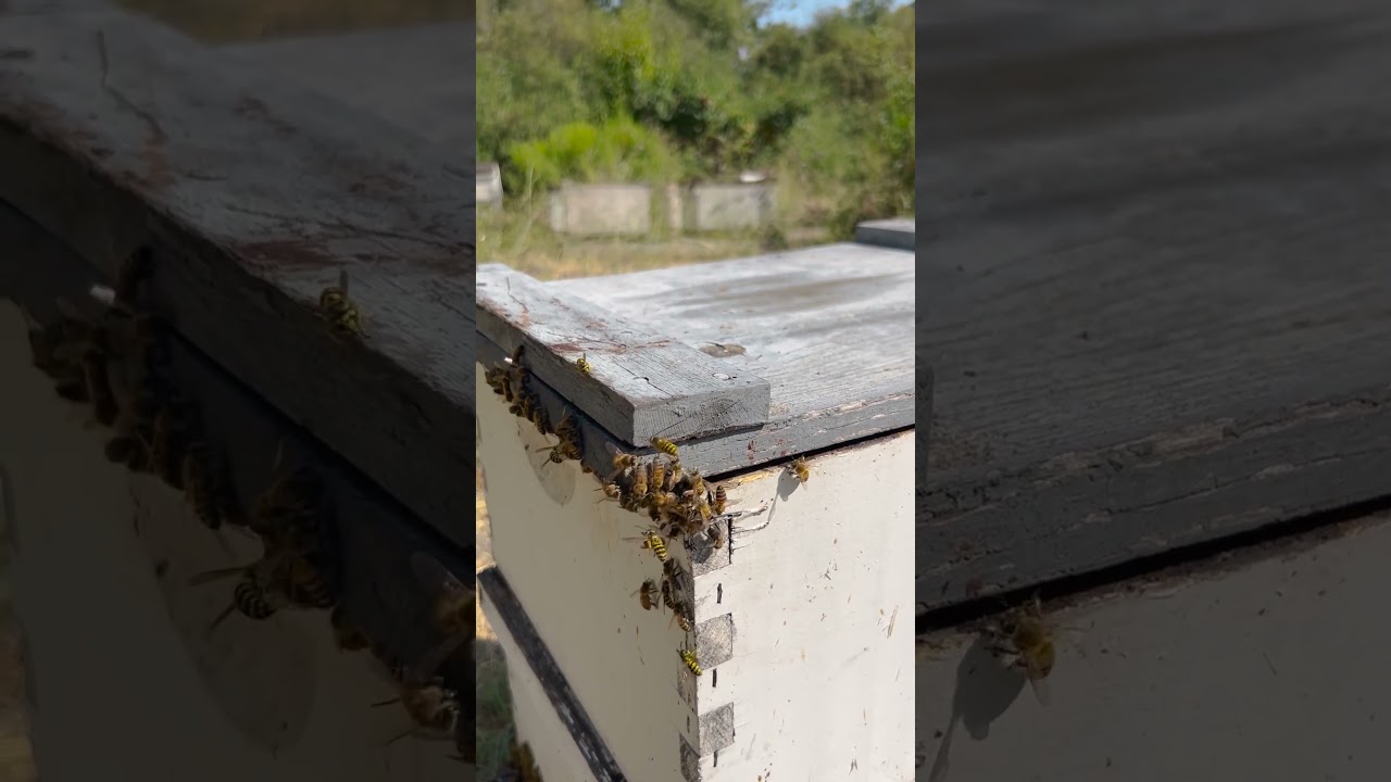 Bees VS Wasps 🗡️🐝 