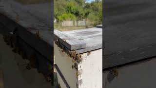 Bees VS Wasps 🗡️🐝 #shorts