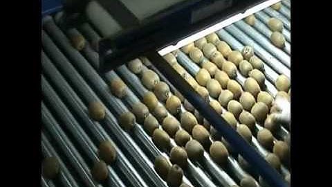 Γραμμές Διαλογής,Συσκευασίας Ακτινιδίων - Sorting,Grading and Packing Line for Kiwi_Novatec