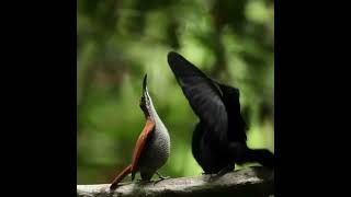 💦 Instantly Relax with This Natural Sound #birds #birdsong #birdsounds #nature #relax