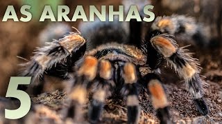 AS ARANHAS - 5