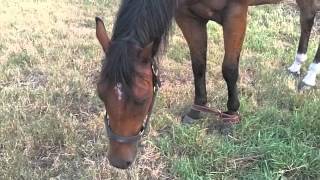 Hobble training Rocky