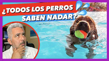 ¿Qué perro no sabe nadar?