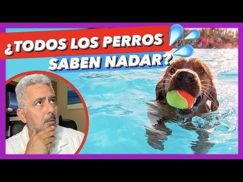 Video: ¿Los perros ya saben nadar?