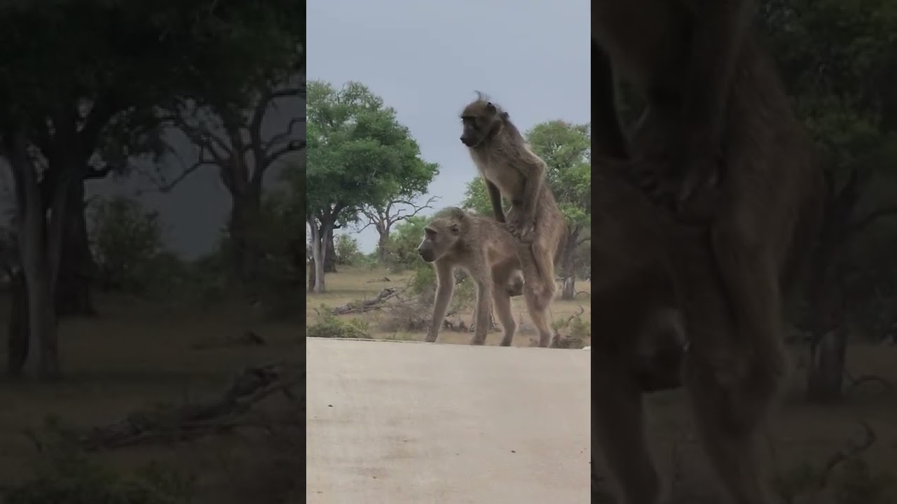 Baboons having sex 