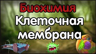 Биохимия. Лекция 28. Строение клеточной мембраны