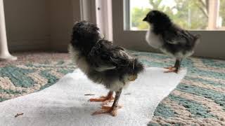 Black copper maran chick and her Easter egged friend one week old