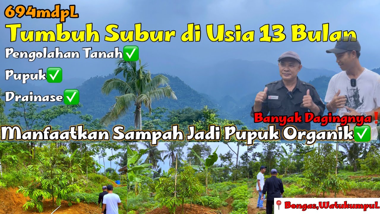 DURIAN TUMBUH SUBUR USIA 1 TAHUN DI KETINGGIAN 694MDPL,MENGUBAH SAMPAH MENJADI PUPUK ORGANIK