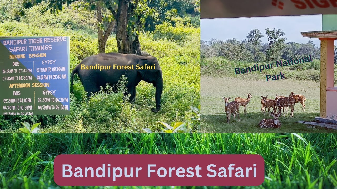 bandipur safari tickets