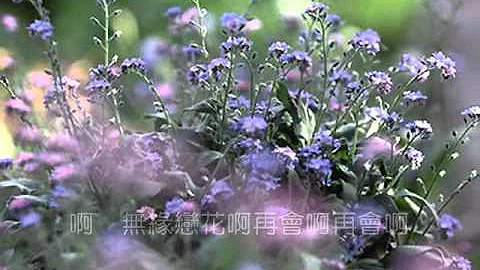 تحميل 蔡琴可憐戀花再會吧mp4 Mp3