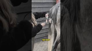 What happens if a horse’s tail is never trimmed?