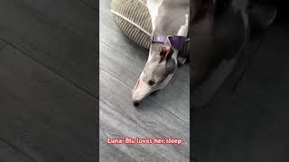 LunaBlu Whippet loves her sleep: Do not disturb #dog #whippet #funnydogs