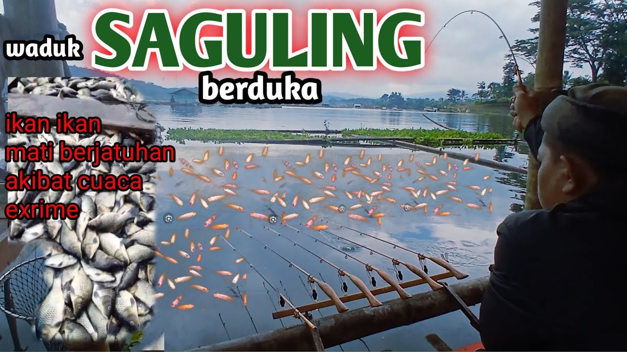 Nekat mancing di situasi ikan sedang mabuk dan hasilnya  di luar dugaan