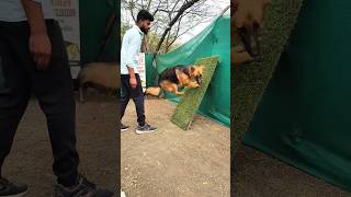 🔥 German Shepherd Amazing Flip Training 🐕 | Advanced Dog Training Skills 💥