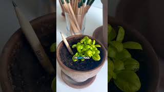 This Pencil Turns Into a Plant 😳