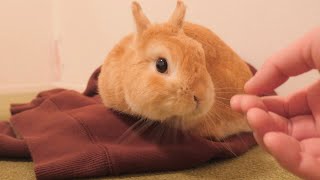上着を返して！！風邪引いちゃう！　ムギ「だったら掃除して」【No.676】