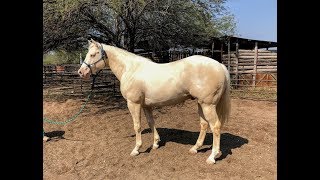 RANCHOLAROSA. WIMPY DUN IT CROME SEMENTAL RANCHOLAROSA#CUARTODEMILLA