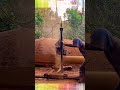 Turning a Giant Log into a Perfect Cylinder with a Chainsaw! 🪵 #shorts