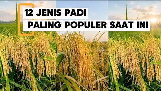 JENIS PADI UNGGUL SAAT INI,ADA PENDATANG BARU