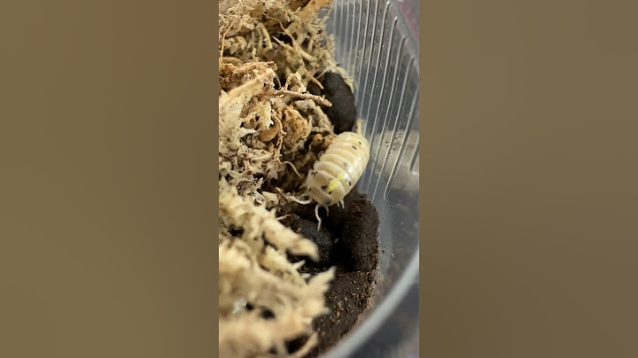 Des cochons dans mon terrarium !