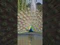 The great white peacock, Mor.\n Phing into rainbow.\n Metallic colors.