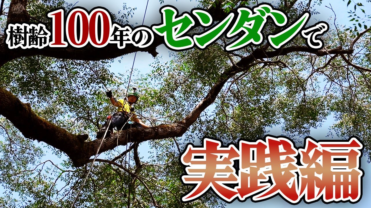 【実演】樹齢100年超のセンダンの木で実践編！｜3日間の講習会の総まとめ！【解説】