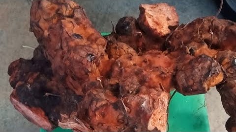 Thổ Phục Linh (củ khúc khắc) chữa đau nhức xương khớp, vẩy nến, tổ đỉa, giang mai. Sđt:  0388984410