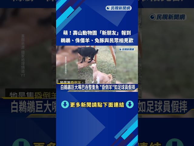 萌! 壽山動物園"新朋友" 鵜鶘.侏儒羊.兔豚報到－民視新聞