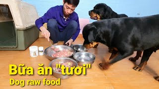 Bữa ăn Rottweiler: Nên cho chó ăn thịt sống như thế nào thì tốt? Rottweiler Gervi