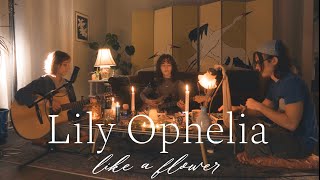 Lily Ophelia "Like a Flower" - NPR Tiny Desk Contest 2025