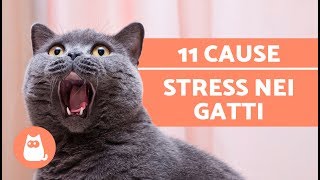 11 COSE che fanno STRESSARE il gatto – Accudire un gatto