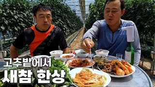 가정식백반 [Korean countryside meal in the red pepper field]