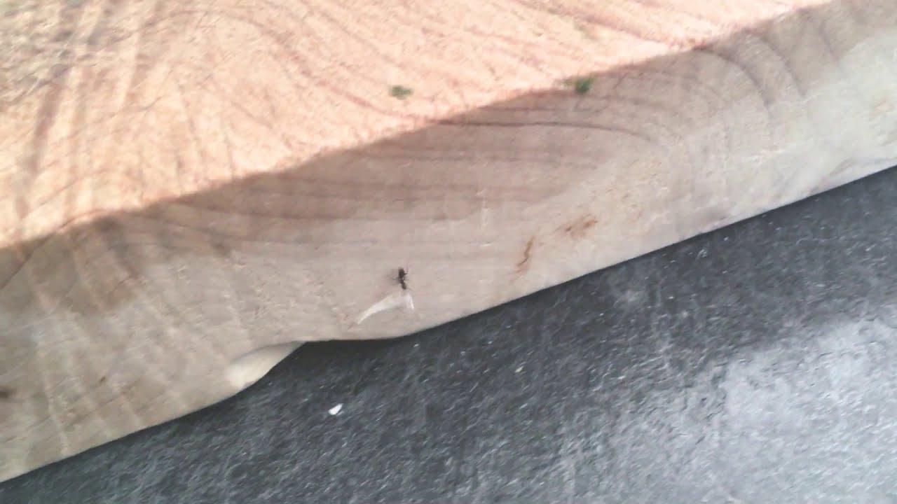 A ant with my nail 1 YouTube