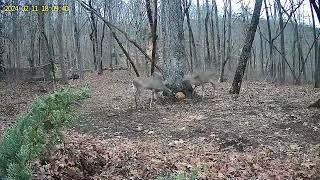 Majestic Moments: Capturing the Beauty of Deer in the SC Outdoors | Outdoor Videos #outdoors #deer